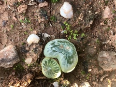 Bulbine mesembryanthemoides