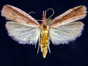 Rosy Peoria Moth