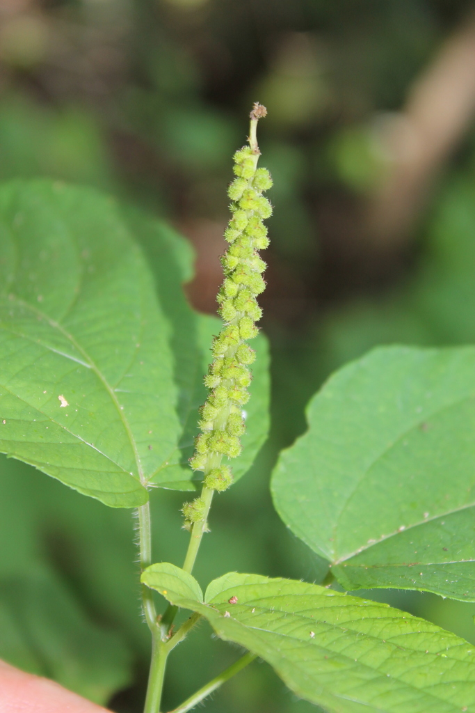 Acalypha cincta (Acalypha cincta)