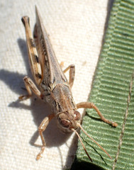 Melanoplus devastator