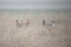 Tympanuchus pallidicinctus