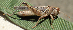 Melanoplus devastator