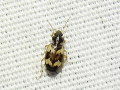 Tetragonoderus