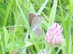 Cyaniris semiargus