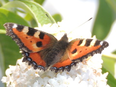 Aglais urticae
