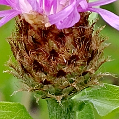 Centaurea × moncktonii