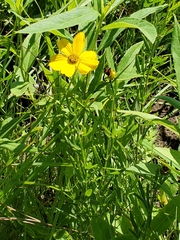 Coreopsis palmata