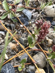 Salix ovalifolia