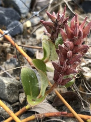 Salix ovalifolia
