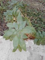 Angiospermae