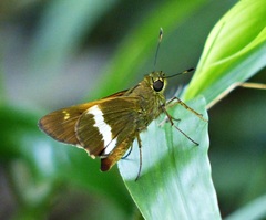 Tirynthia conflua