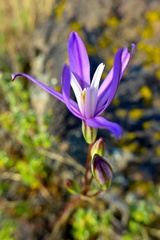 Brodiaea minor