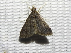Steniodes declivalis