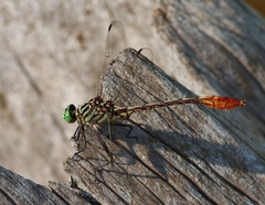 Dromogomphus armatus