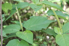 Acalypha cincta