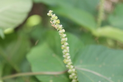 Acalypha cincta