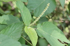 Acalypha cincta