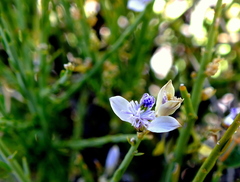 Polygala spinescens