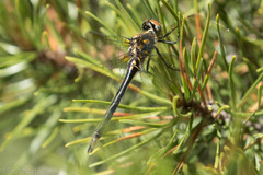 Somatochlora semicircularis