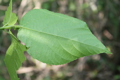 Acalypha cincta
