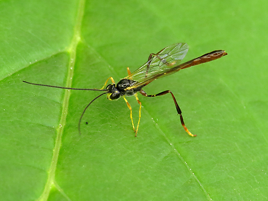Agrypon flaveolatum