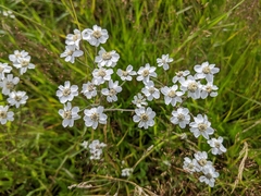 Achillea ptarmica