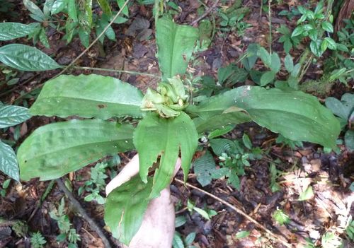 Commelina longicapsa image