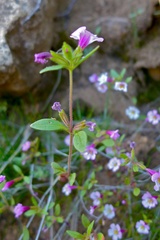 Diplacus torreyi