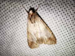 Melipotis acontioides