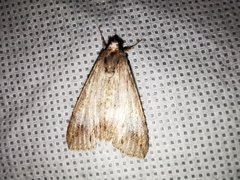 Melipotis acontioides