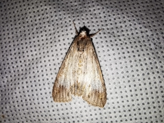 Melipotis acontioides