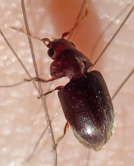 Tricorynus