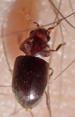Tricorynus