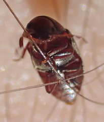 Tricorynus