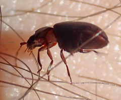 Tricorynus