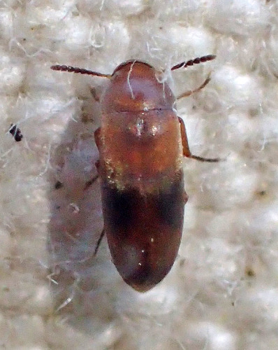 Genus Pentaria · iNaturalist