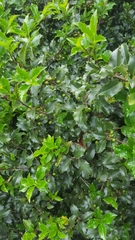 Ilex × meserveae
