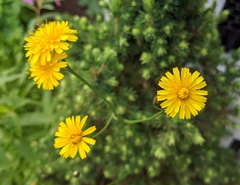 Crepis
