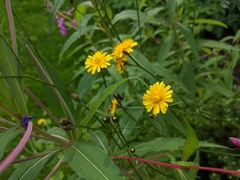 Crepis