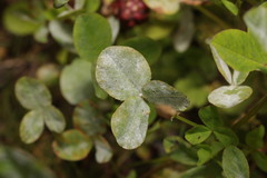 Erysiphe trifoliorum