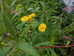 Crepis