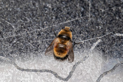 Cephenemyia stimulator