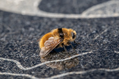 Cephenemyia stimulator