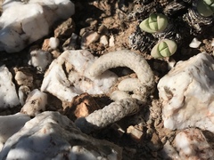 Anacampseros papyracea