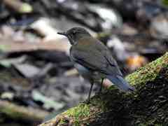 Turdus albicollis