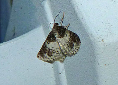 Hydrelia condensata