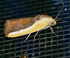 Ponometia exigua