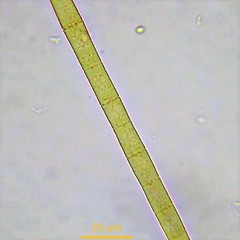 Phormidium