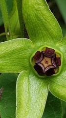 Gonolobus uniflorus