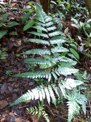 Triplophyllum jenseniae